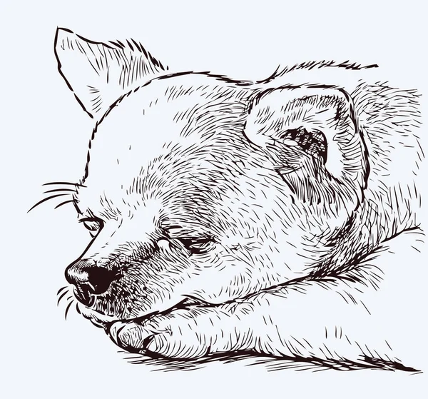 Croquis Portrait Mignon Chien Genou Drôle Sommeil — Image vectorielle