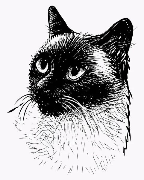 Croquis Portrait Chat Siamois Domestique Race Pure — Image vectorielle