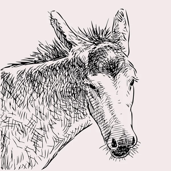 Desenho Mão Cabeça Burro Doméstico Triste Gráficos De Vetores