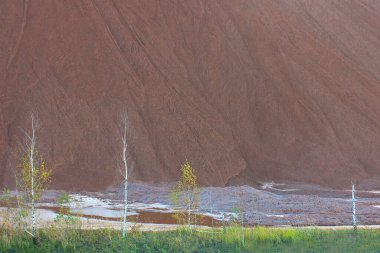 Genç huş ağaçları, kilden ve endüstriyel atıktan oluşan kahverengi bir dağın eteğinde yetişir. Endüstriyel atık yığınları.