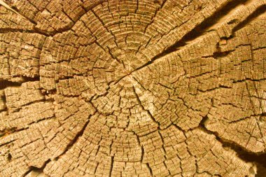 Bir bölümde sarı ahşap bir kütük. Eski, kurumuş, yakın plan bir ağaç. Eski bir köy evi..