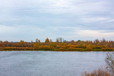 Bulutlu bir günde nehir kıyısında sarı bitki örtüsü. Sonbahar ağaçları ve çalılar.