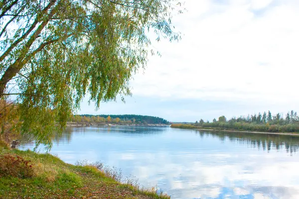 Ein Grüner Baum Ufer Des Flusses Reflexion Von Bäumen Und — Stockfoto