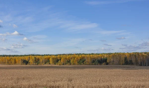 Güzel bir sonbahar ormanının arka planında mısır tarlası. Parlak, mavi gökyüzünün altında sonbahar manzarası.