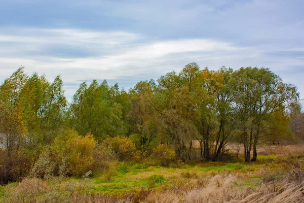 Schöne Herbstbäume Bei Trübem Wetter Vegetation Von Grünen Und Gelben — Stockfoto