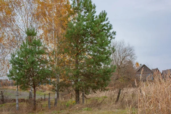 Zielone Sosny Żółte Brzozy Rosną Małej Wiosce Jesienny Krajobraz Pochmurny — Zdjęcie stockowe