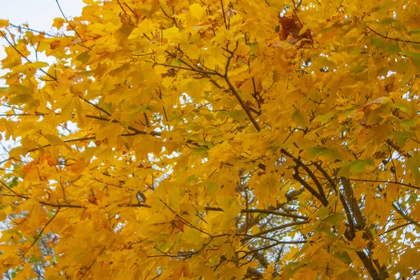 Желтые Кленовые Листья Осенний Пейзаж Пожелтевшими Кленами Облачный День — стоковое фото