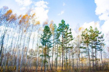 Sonbaharda, açık havada, yaprakları dökülen birçok genç huş ağacı vardır. Orman sonbahar ağaçlarıyla temizleniyor..