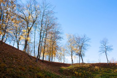 Tepede yaprakları dökülen sonbahar ağaçları. Parlak güneşli bir günde sonbahar manzarası.