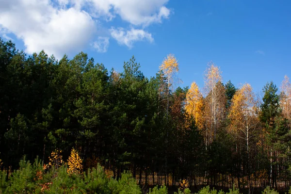 Uma Bela Floresta Outono Contra Céu Azul Árvores Verdes Amarelas — Fotografia de Stock