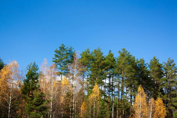 Una Bellissima Foresta Autunnale Contro Cielo Blu Pini Verdi Betulle — Foto Stock