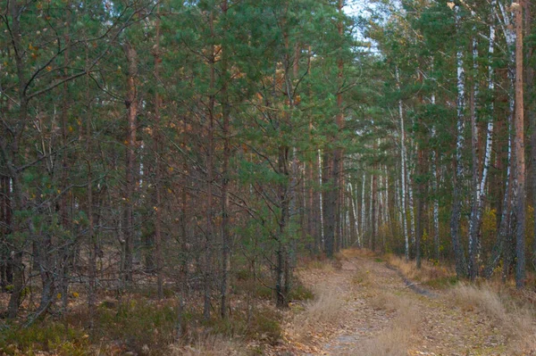 Uma Estrada Florestal Numa Floresta Coníferas Paisagem Outono — Fotografia de Stock