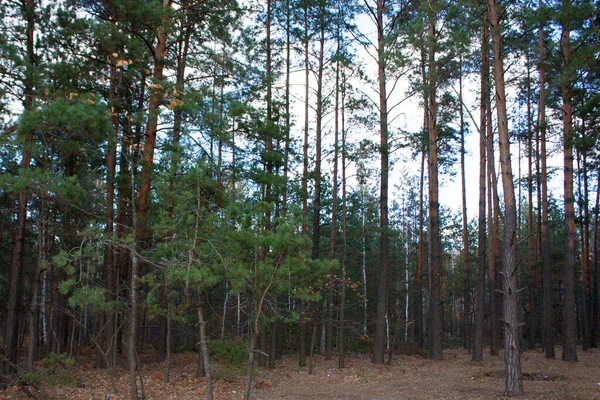 Dennenbos Een Zonnige Dag Zijn Veel Boomstammen Een Bos Open — Stockfoto