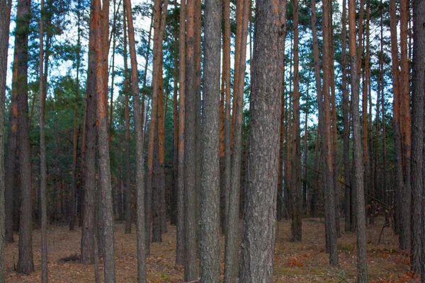 Forêt Pins Par Une Journée Ensoleillée Beaucoup Troncs Arbres — Photo