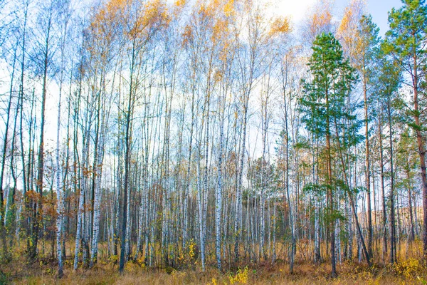 秋には曇りの日に 葉が落ちた若い鳥がたくさんいます 秋の木々と森の清掃 — ストック写真