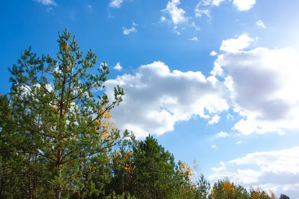 Cime Conifere Verdi Contro Cielo Blu Con Nuvole Bianche Bosco — Foto Stock