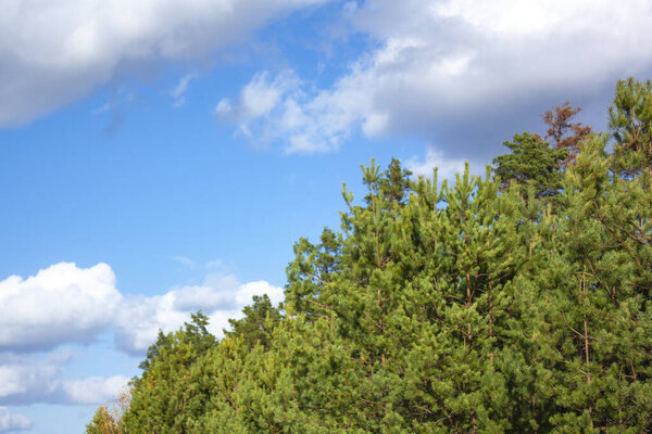 Tops of green, coniferous trees against a blue sky with white clouds. Green forest on a bright sunny day.