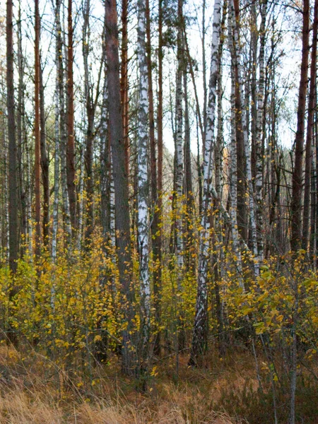 Юные Березы Сосны Осеннем Лесу Осенний Пейзаж — стоковое фото