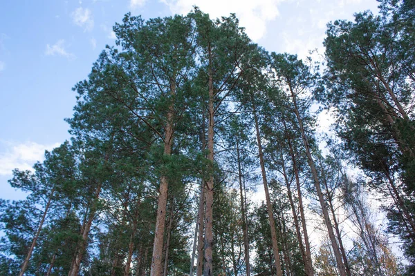 Tronchi Pini Giovani Nella Foresta Autunnale Contro Cielo Blu Paesaggio — Foto Stock