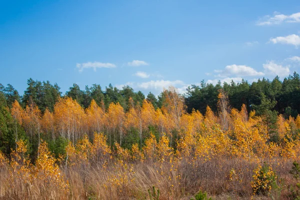 秋の森の中の若い木 青空の下には黄色い白樺や緑の松がたくさんあります 秋の風景 — ストック写真