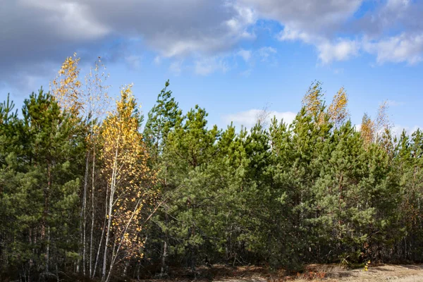 Betulle Gialle Giovani Mezzo Una Foresta Verde Conifere Con Tempo — Foto Stock