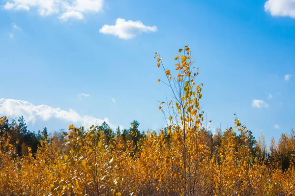 Mavi gökyüzüne karşı sarı yapraklı bitki örtüsü. Parlak güneşli bir günde sonbahar manzarası.