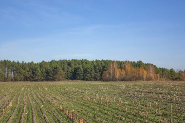 Açık mavi gökyüzünün altında yeşil bir tarla ve sonbahar ormanı.