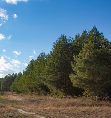 Kozalaklı, yeşil orman ve açık, beyaz bulutlu mavi gökyüzü. Güneşli bir günde güzel bir sonbahar manzarası.