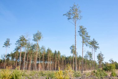 Mavi gökyüzünün altında uzun gövdeleri olan yalnız, uzun ağaçlar..