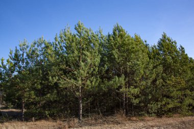 Ormandaki açık mavi gökyüzünün altındaki yeşil, kozalaklı ağaçlar. Güzel orman manzarası