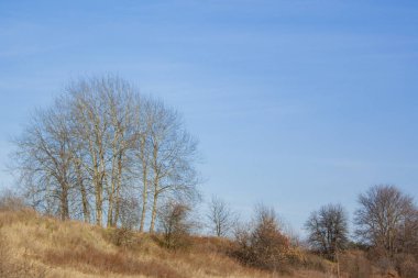 Ağaçlar ve çalılar, yaprakları dökülmüş tepede, sararmış çimenler. Parlak güneşli bir günde sonbahar manzarası.
