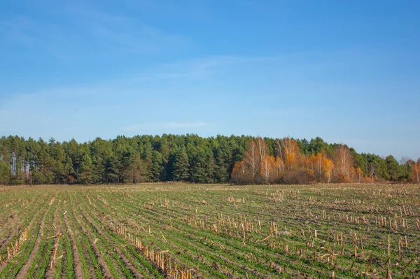 Açık mavi gökyüzünün altında yeşil bir tarla ve sonbahar ormanı.