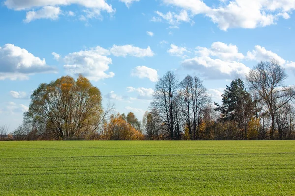 Açık mavi gökyüzü ve beyaz bulutların altında yeşil bir tarla ve ağaçlar. Parlak güneşli bir günde sonbahar manzarası.