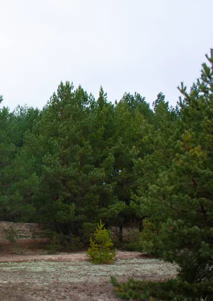 Clareira Florestal Com Pinheiros Verdes Floresta Coníferas — Fotografia de Stock