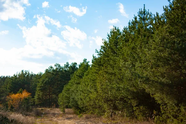 Iglasty Zielony Las Przejrzyste Błękitne Niebo Białymi Chmurami Piękny Jesienny — Zdjęcie stockowe