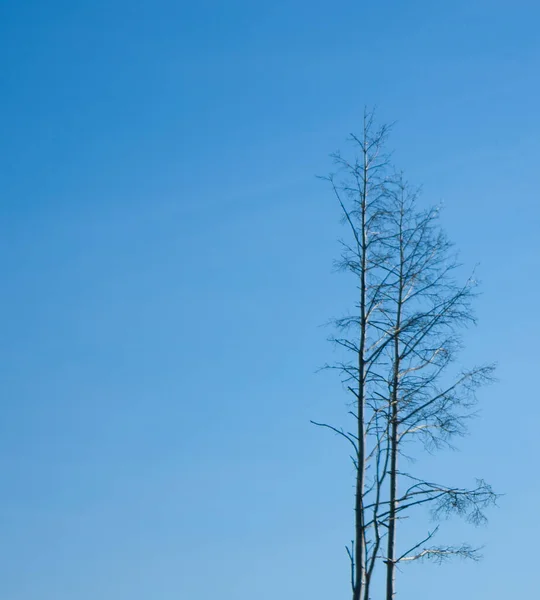 Ağaçların tepeleri açık mavi gökyüzüne karşı. Yalnız ağaçlar.