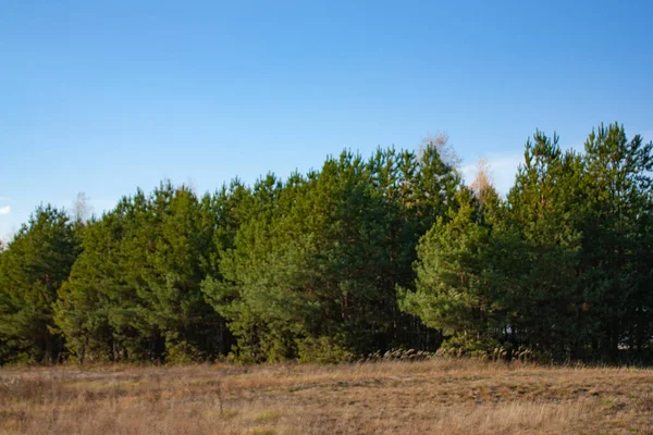 Sarı, sonbahar çayırı ve mavi gökyüzüne karşı kozalaklı yeşil orman. Parlak güneşli bir günde sonbahar manzarası.