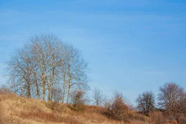 Drzewa Krzewy Opadłymi Liśćmi Wzgórzu Żółtą Trawą Jesienny Krajobraz Słoneczny — Zdjęcie stockowe