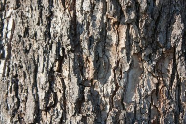 Ağaç kabuğu yakın plan. Tahtanın dokusu gri..