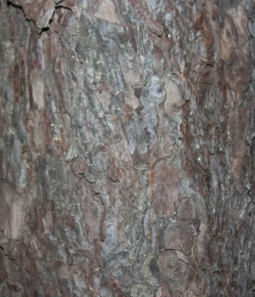 Brunt Träd Bark Närbild Trädets Struktur — Stockfoto