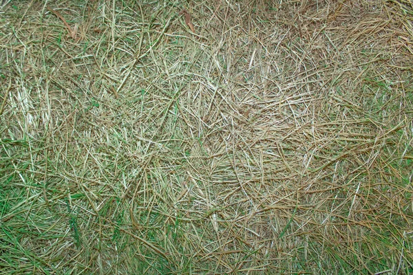 Achtergrond Van Groen Gedroogd Geelachtig Gras Textuur Van Gras — Stockfoto