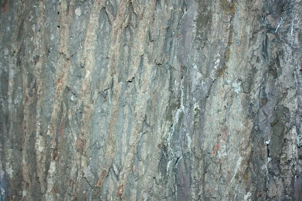 Grå Träd Bark Närbild Trädets Struktur — Stockfoto