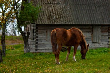 Güzel bir at sonbaharda terk edilmiş eski bir ahşap evin yanında otlar. Kahverengi atlı sonbahar manzarası.