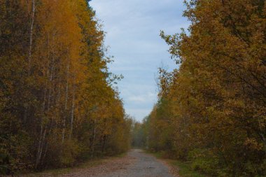 Sonbahar ormanındaki orman yolu. Sarı ağaçlar yol kenarında duruyor..