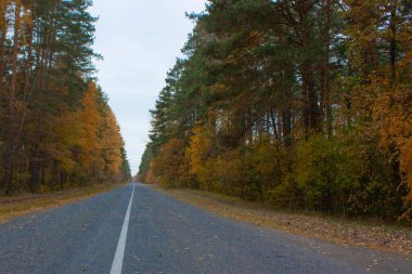 Sonbahar ormanında Paved Yolu. Sarı ve yeşil ağaçlar yolun kenarında duruyor. Yol işaretleri.