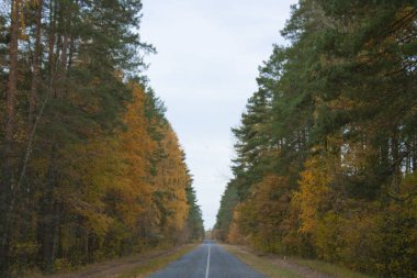 Sonbahar ormanında Paved Yolu. Sarı ve yeşil ağaçlar yol kenarında duruyor..