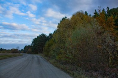 Saha yolu sonbahar ormanına çıkıyor. Yolun kenarında sonbahar ağaçları dikiliyor. Sonbahar manzarası.