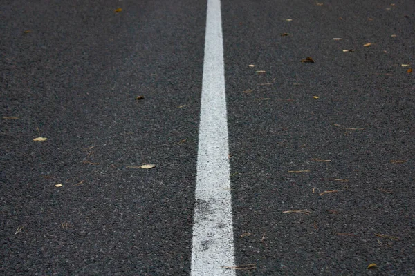 Sonbahar ormanında yaprakların döküldüğü asfalt bir yol. Yol işaretleri.