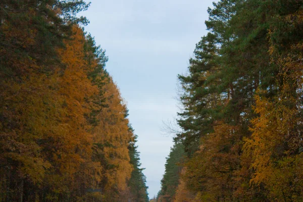 Облачное Небо Над Осенним Лесом Желтые Зеленые Деревья Стоят Обочине — стоковое фото
