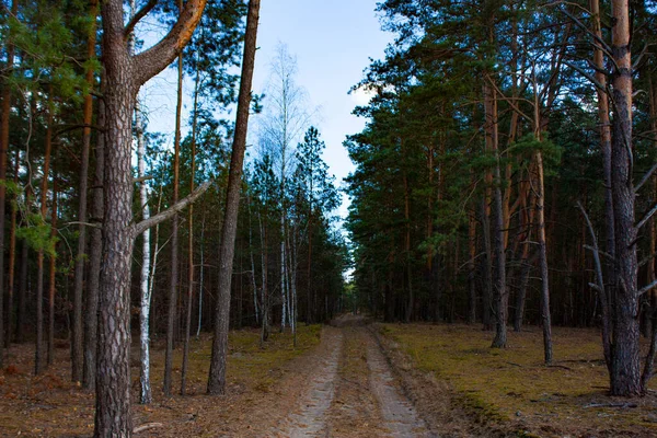 Лесная Дорога Осеннем Лесу Обочине Дороги Стоят Молодые Березы Зеленые — стоковое фото